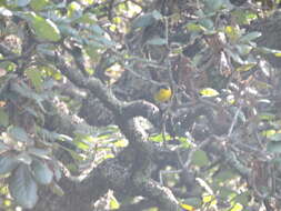 Image of Hooded Yellowthroat