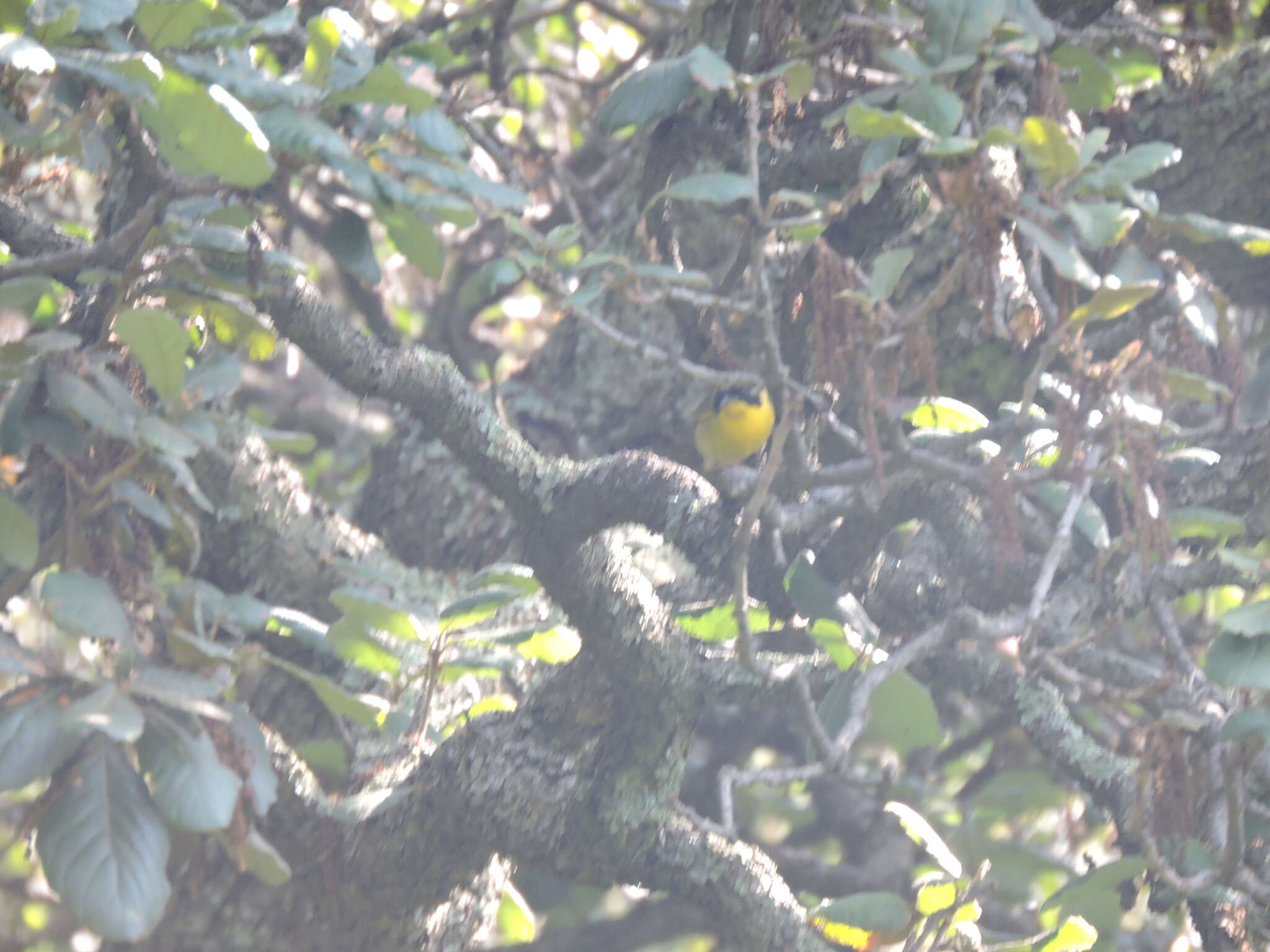 Image of Hooded Yellowthroat