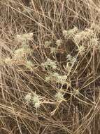 Imagem de Eryngium vaseyi Coult. & N. E. Rose