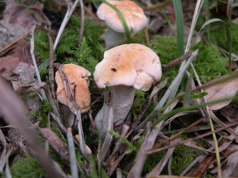 Image of Hydnum rufescens Pers. 1800