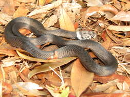 Image of Pale-headed Snake