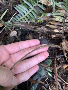 Plancia ëd Microlepia trichocarpa Hayata