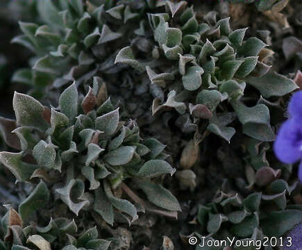 Image of Aptosimum procumbens (Lehm.) Burch. ex Steud.