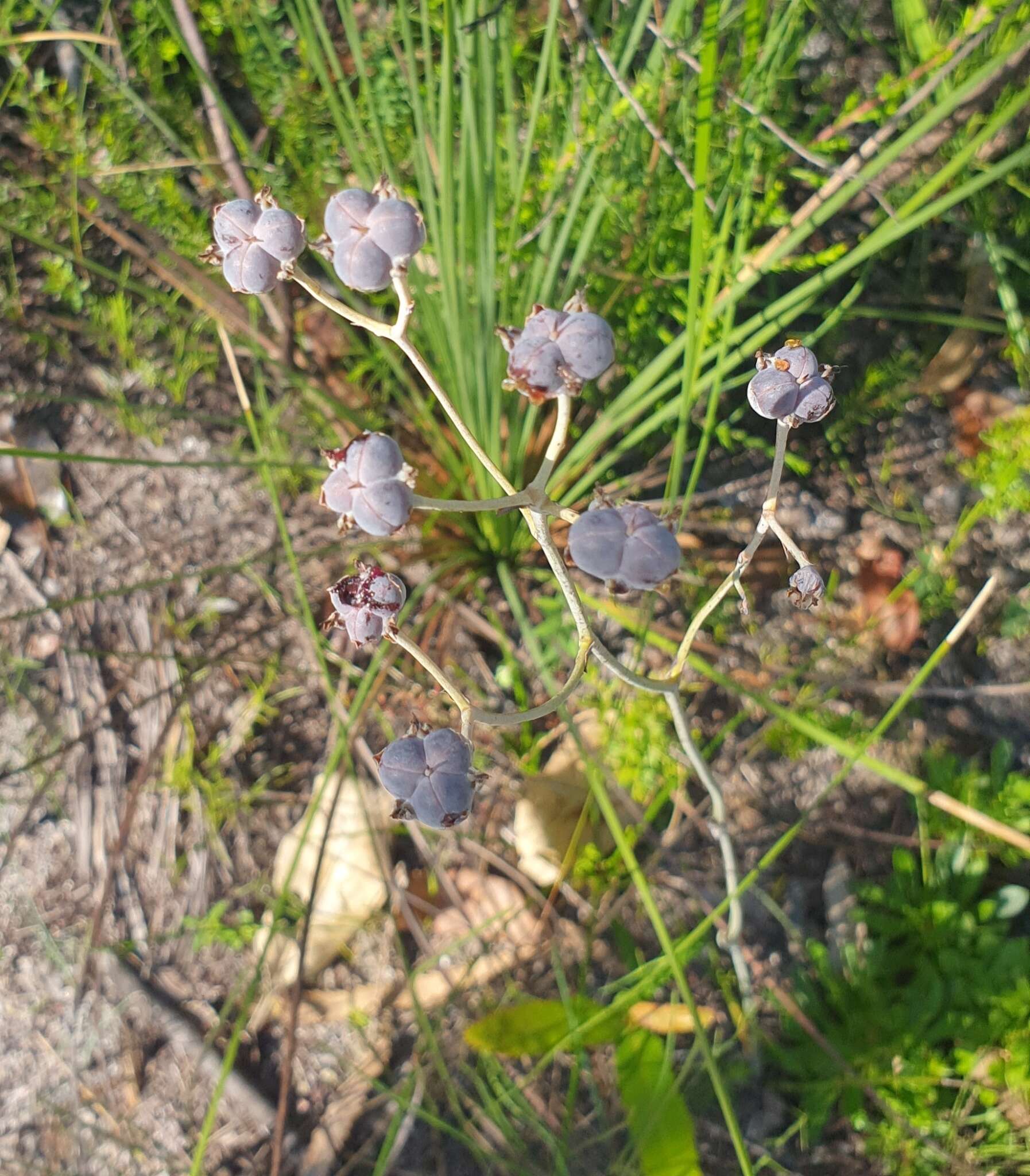 Image of Haemodorum tenuifolium A. Cunn. ex Benth.