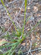 Image of Diplarrena latifolia Benth.