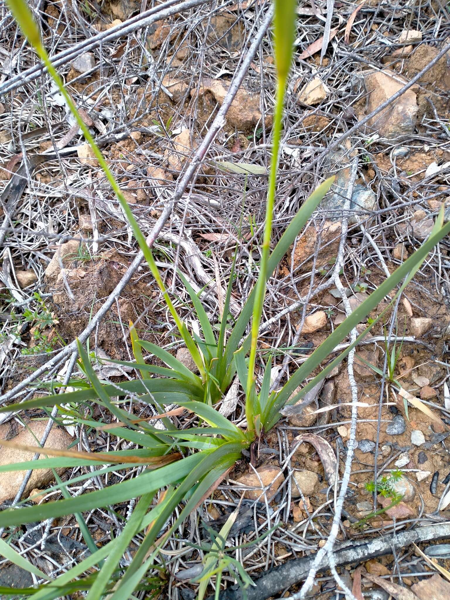 Imagem de Diplarrena latifolia Benth.