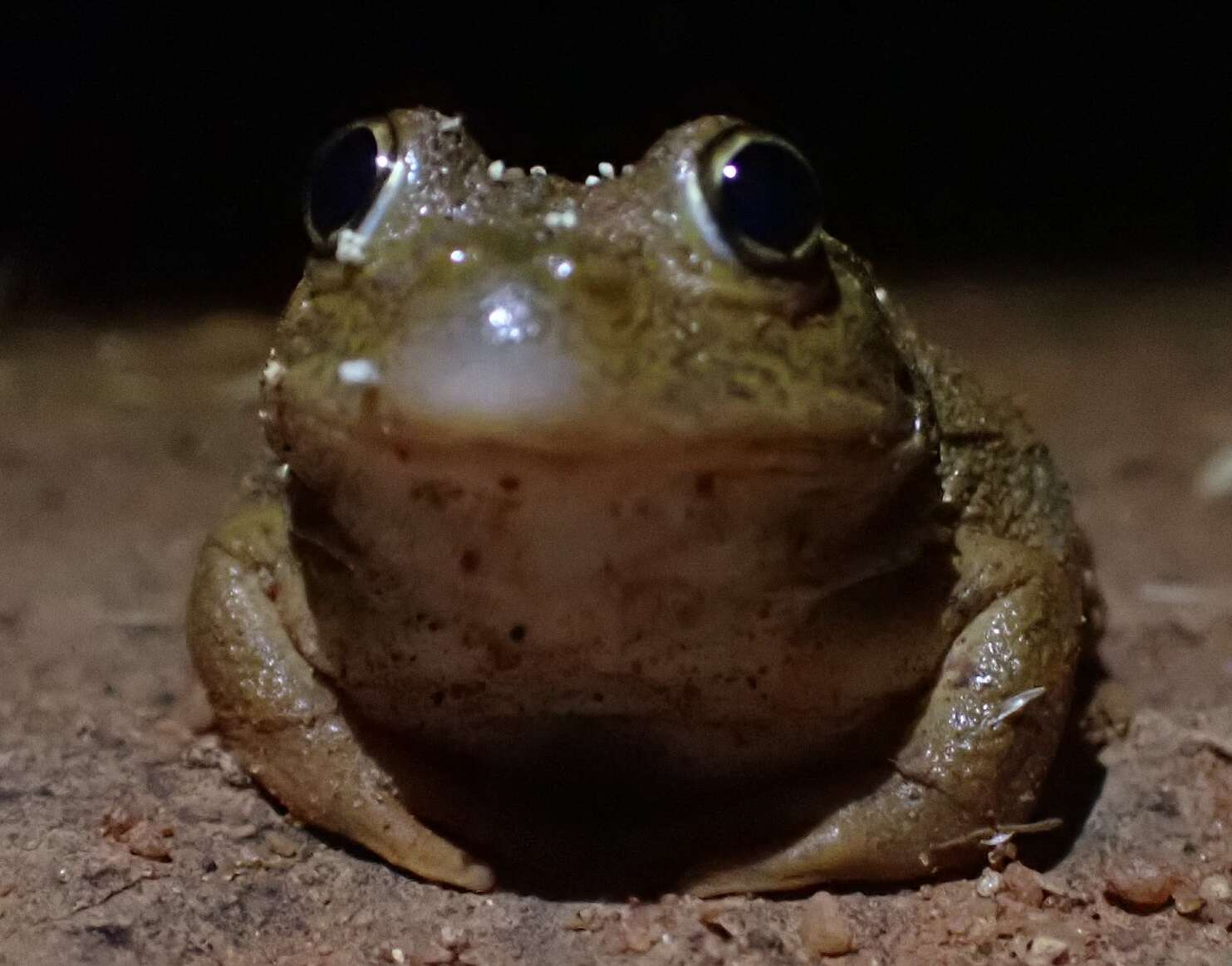 Image of Main's Frog