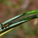 Image of Lestoidea conjuncta Tillyard 1913