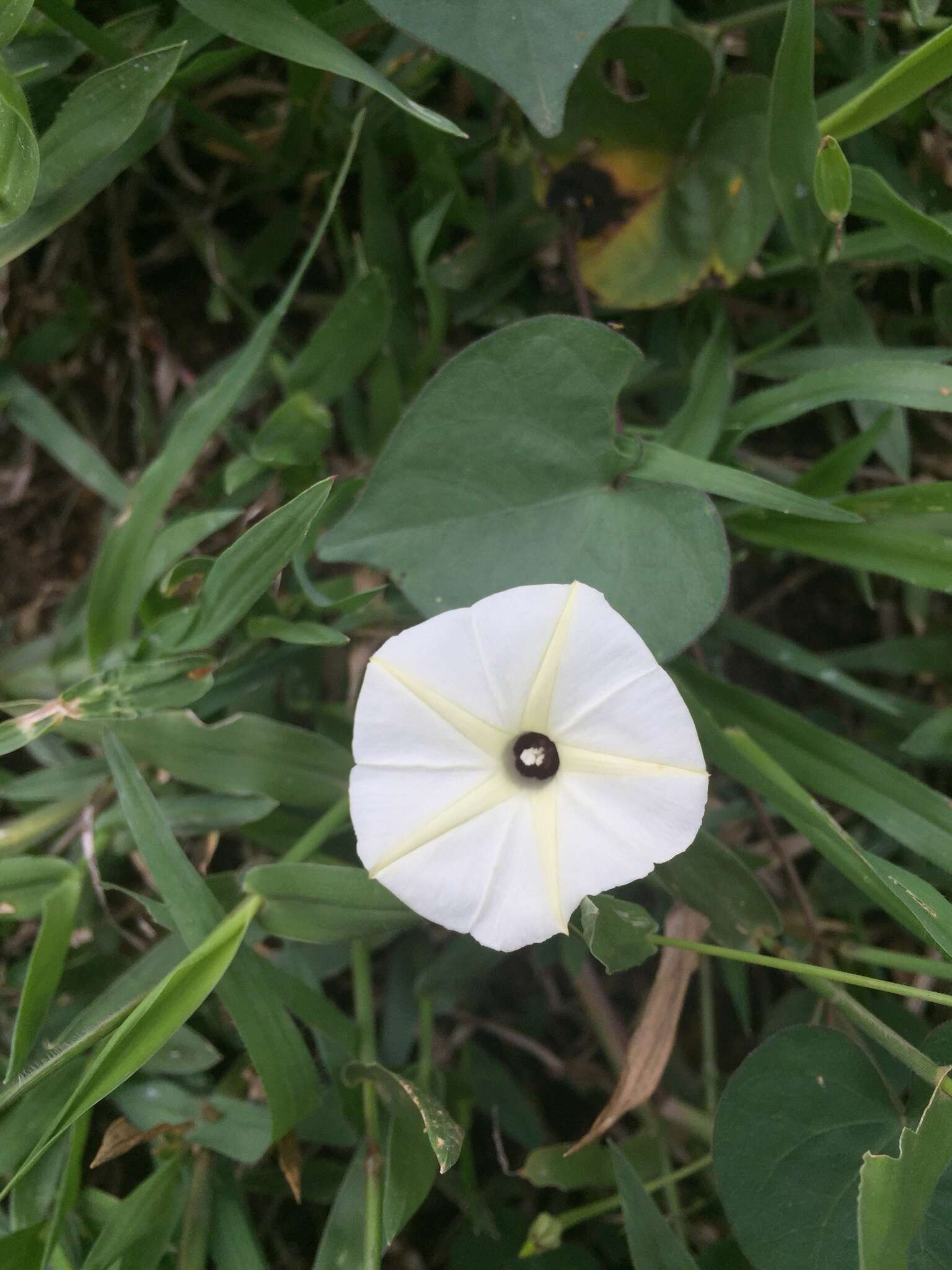 Image of Obscure Morning Glory