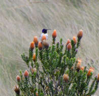 صورة Oreotrochilus chimborazo (Delattre & Bourcier 1846)