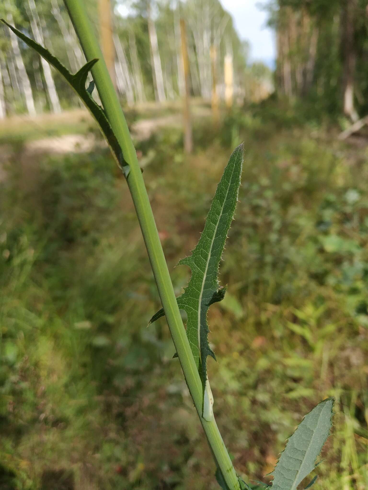 Plancia ëd Sonchus arvensis subsp. uliginosus (M. Bieb.) Nym.