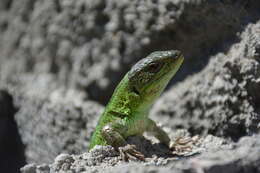 Image of Caucusus Emerald Lizard