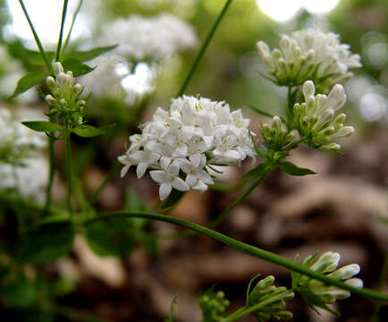 Image of Asperula libanotica Boiss.