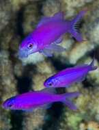 Pseudanthias pascalus (Jordan & Tanaka 1927) resmi