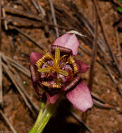 Image of Tigridia multiflora (Baker) Ravenna