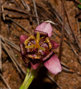 Image of Tigridia multiflora (Baker) Ravenna