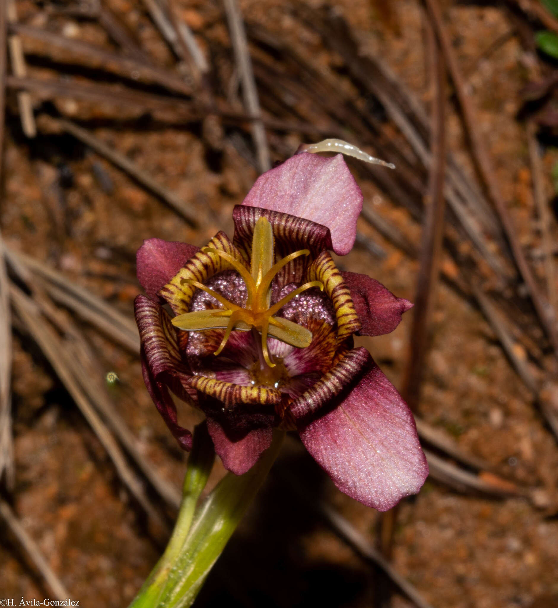 Image of Tigridia multiflora (Baker) Ravenna