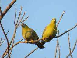 Image of Yellow-footed Green Pigeon