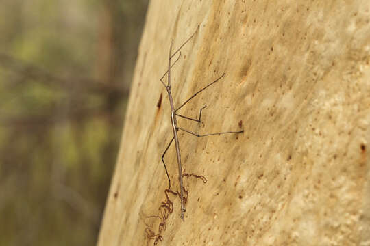 Image of Anchiale austrotessulata Brock & Hasenpusch 2007