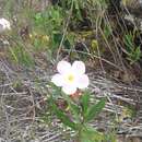 Imagem de Mandevilla lancifolia R. E. Woodson