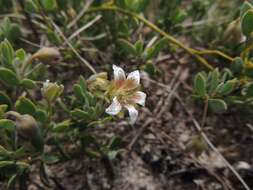 Image of Roepera sessilifolia (L.) Beier & Thulin