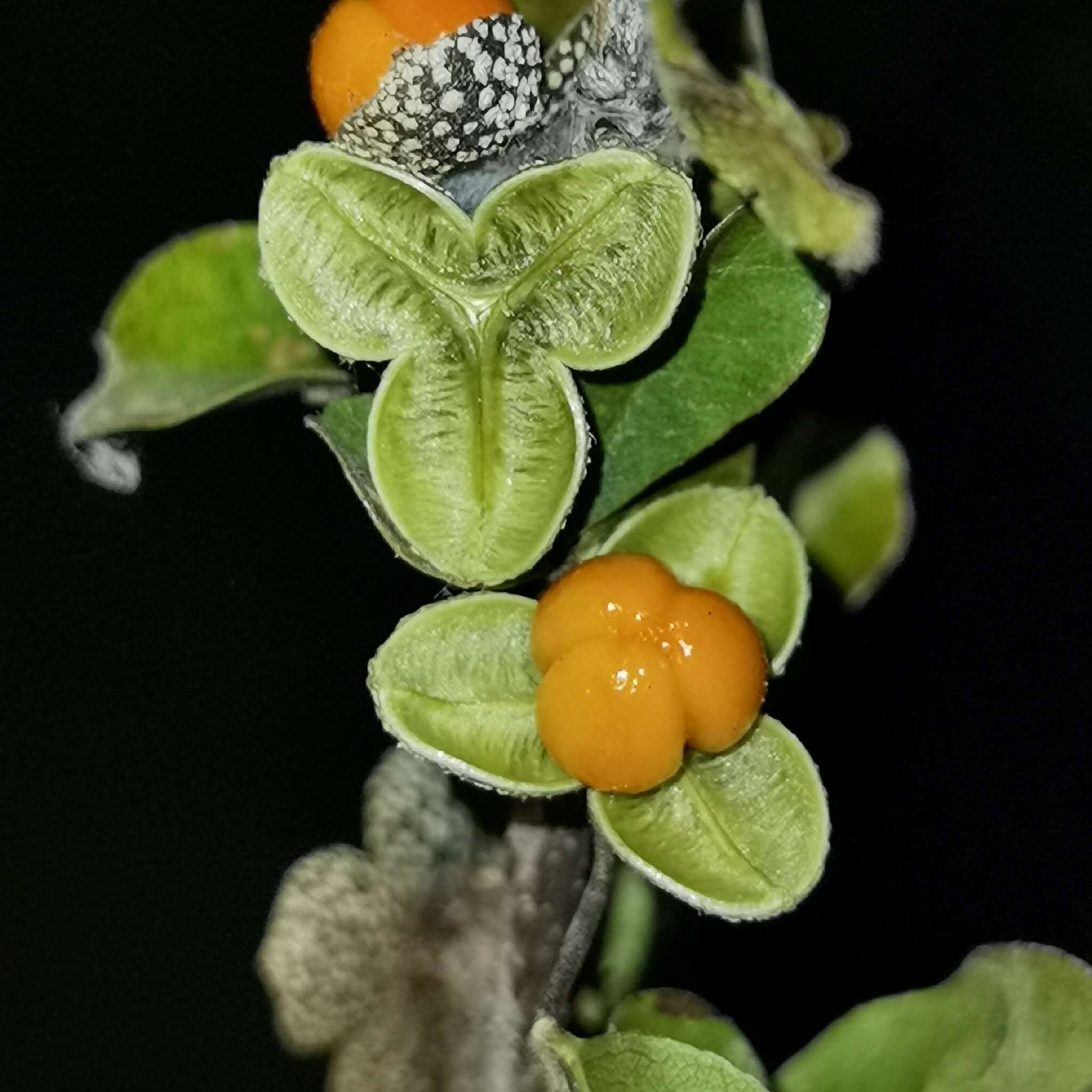 Image de Trichilia trifolia L.