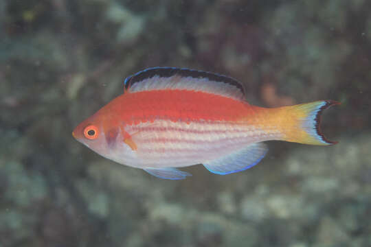 Image of Marjorie's Wrasse