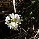 Sivun Glandularia platensis (Spreng.) Schnack & Covas kuva