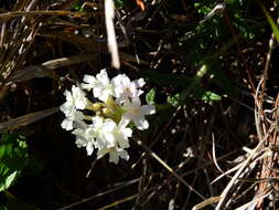 Image of Glandularia platensis (Spreng.) Schnack & Covas