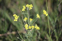 Image de Erysimum diffusum Ehrh.