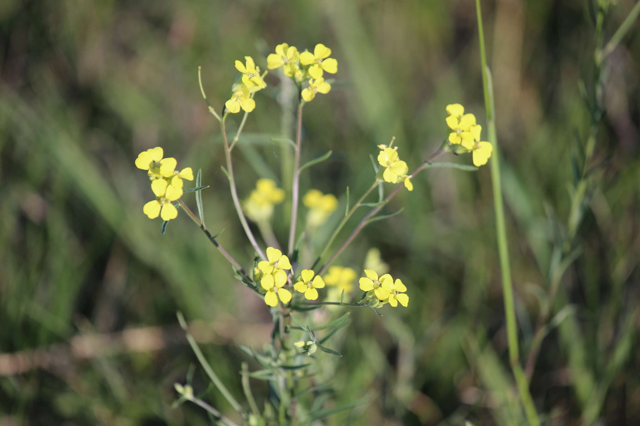 Image of diffuse wallflower