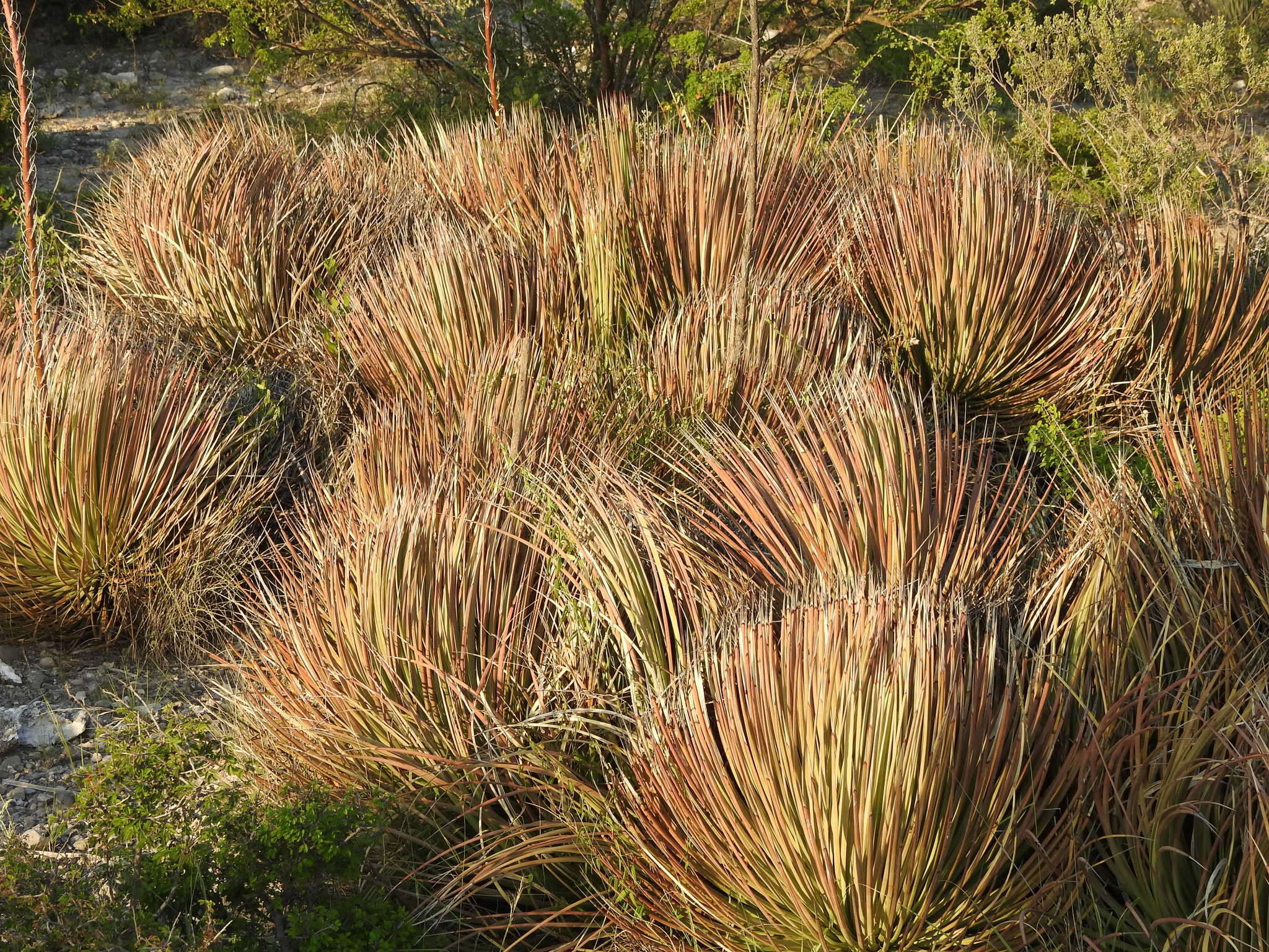 Agave striata Zucc. resmi