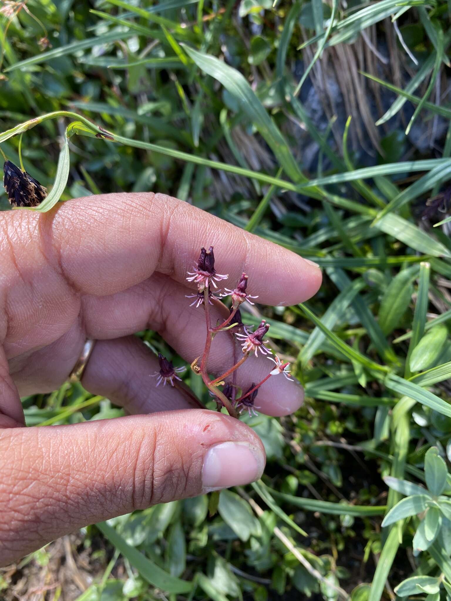 Image of Alaska saxifrage