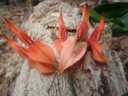 Image of Strongylodon madagascariensis Baker