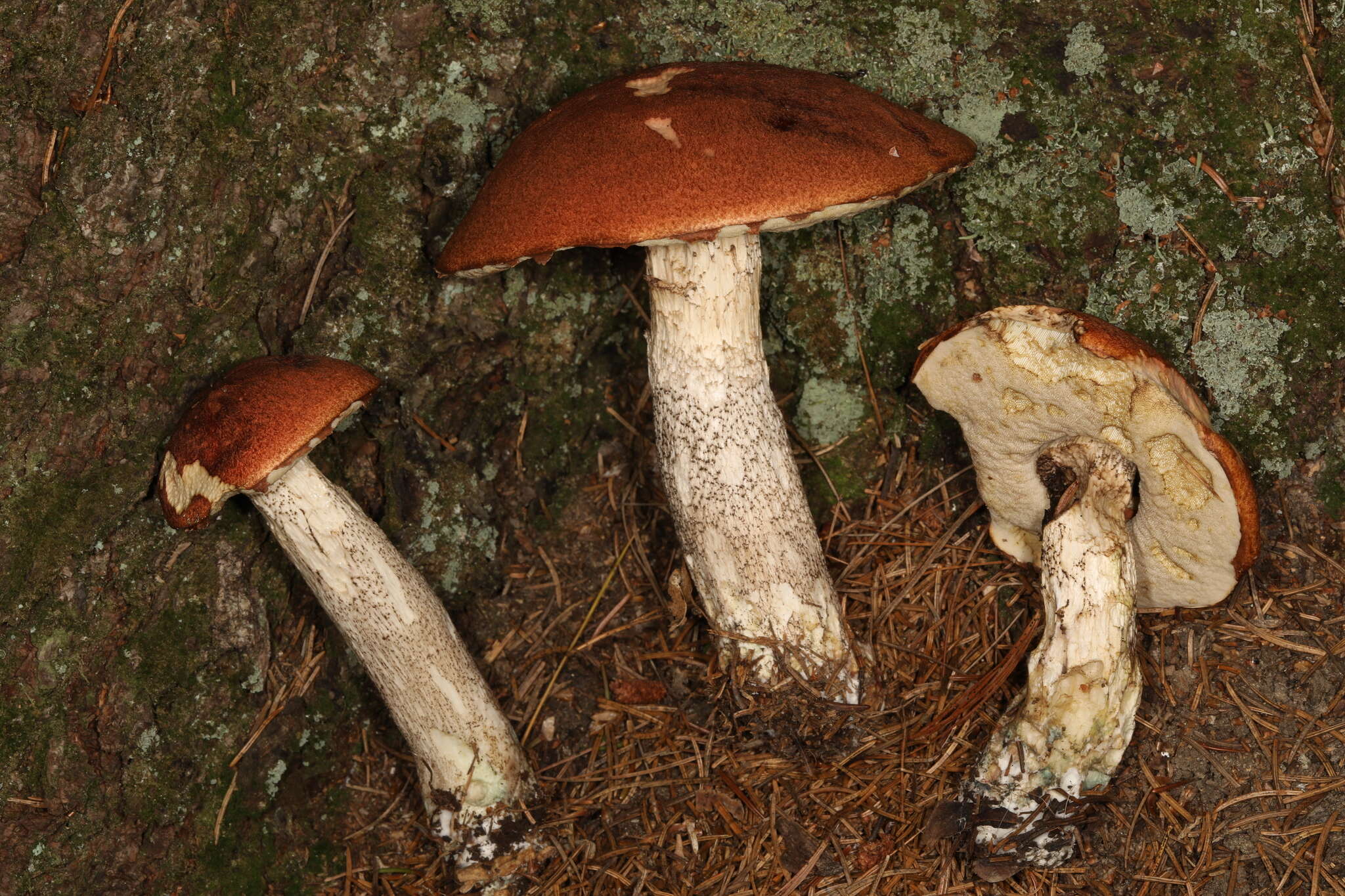 Image of Leccinum piceinum Pilát & Dermek 1974