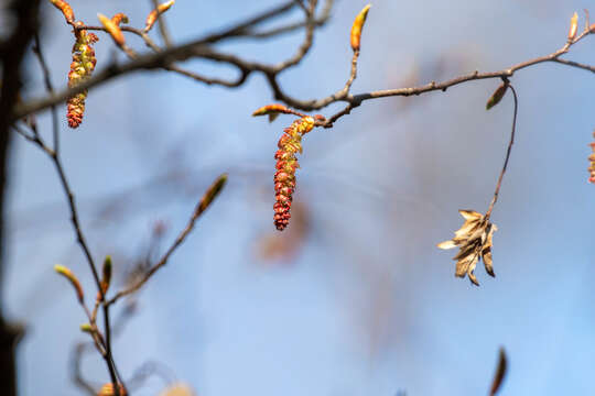 Image of Carpinus laxiflora (Siebold & Zucc.) Blume