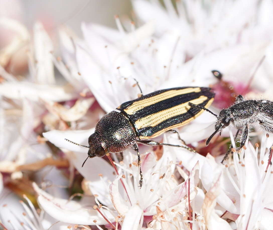 Sivun Castiarina vittata (Saunders 1868) kuva