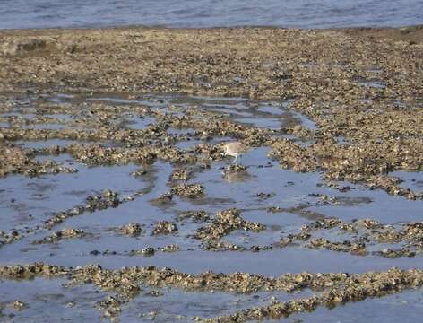 Image of White-fronted Plover