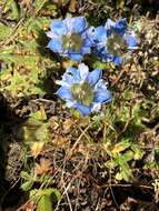 Image of Gentiana depressa D. Don