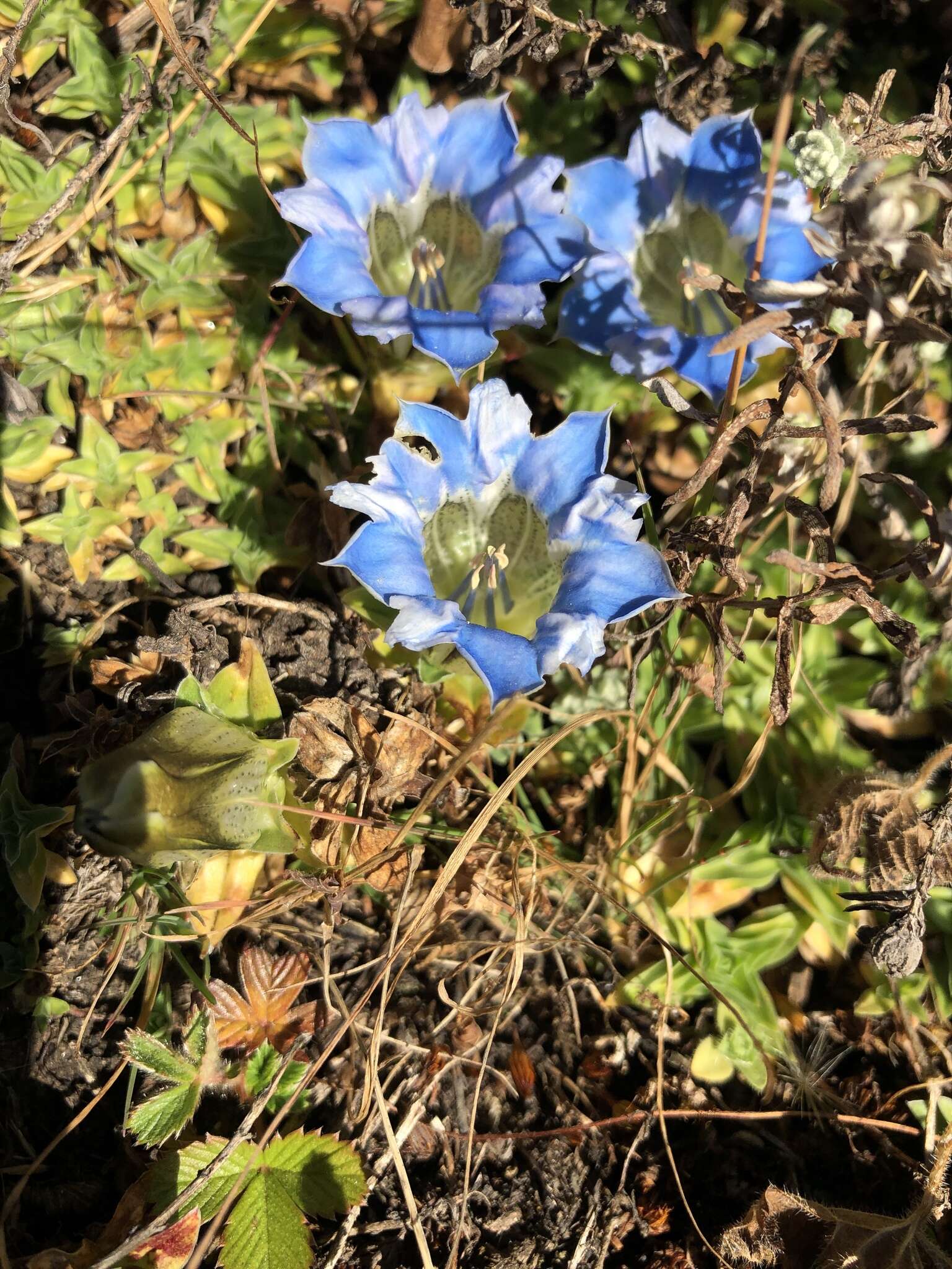 Image de Gentiana depressa D. Don