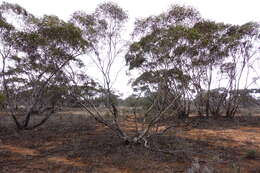 Image de Eucalyptus gracilis F. Müll.