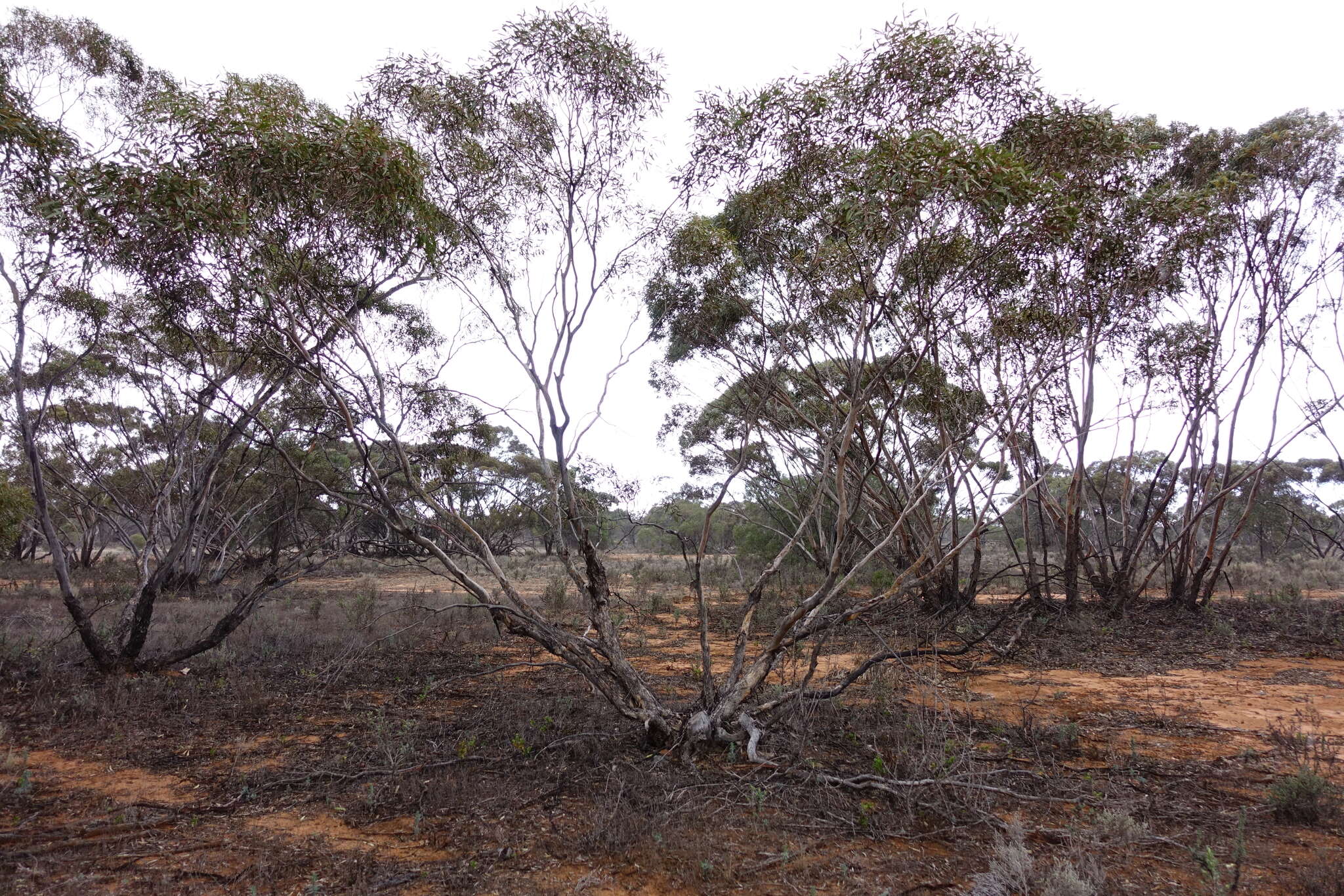 Imagem de Eucalyptus gracilis F. Müll.