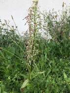 Image of Lizard orchid