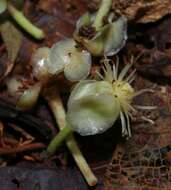 Image of Lemon Drop Mangosteen