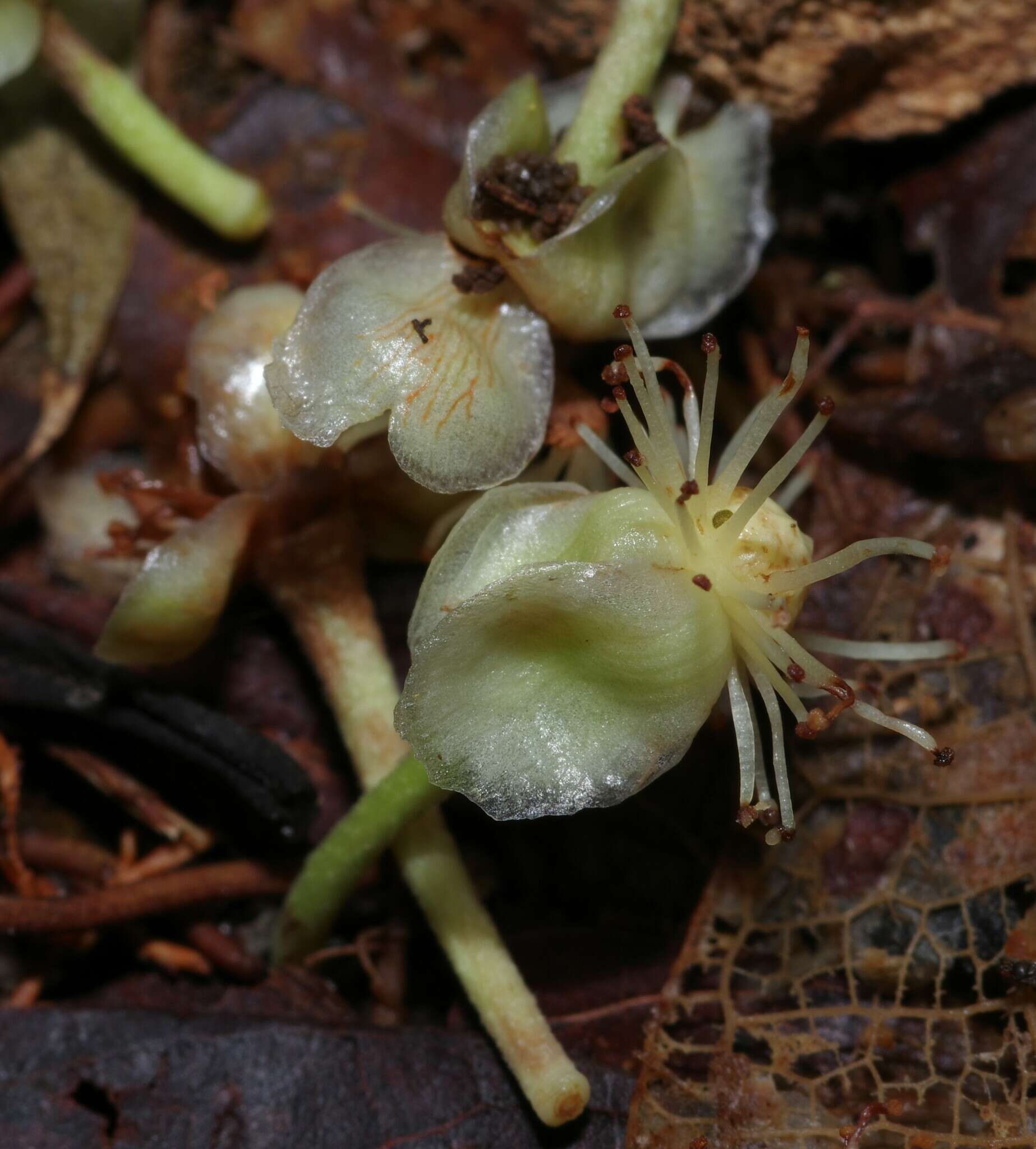 Image of Lemon Drop Mangosteen