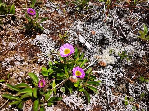 Image of Erigeron thunbergii A. Gray