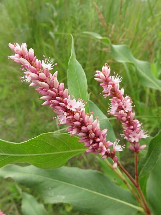 Sivun Persicaria amphibia var. emersa (Michx.) J. C. Hickman kuva