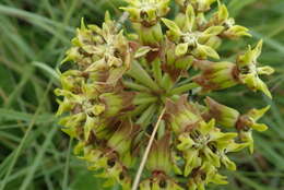 Image of Asclepias macropus (Schltr.) Schltr.