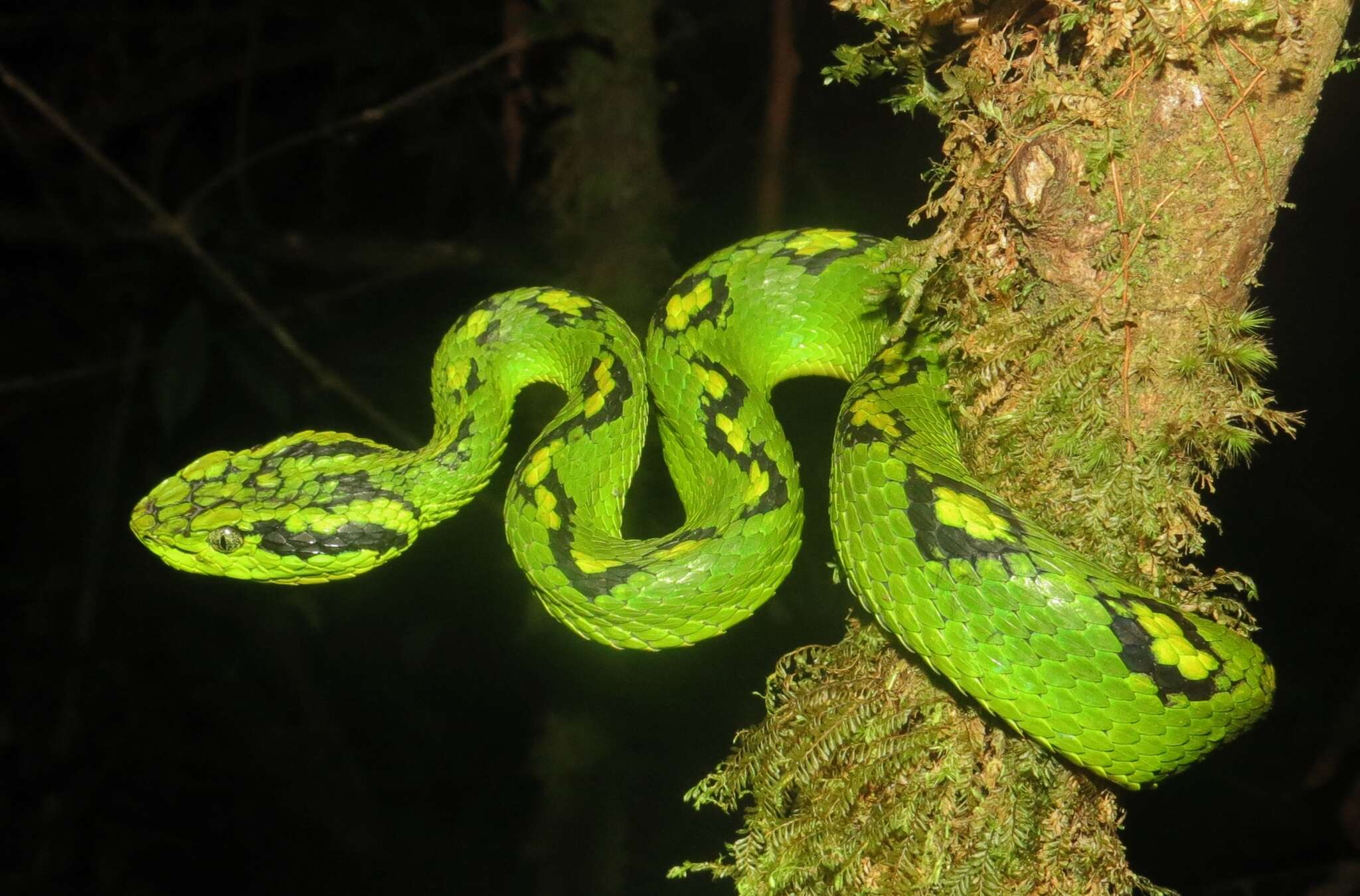 Image of Yellow-blotched Palm Pit Viper