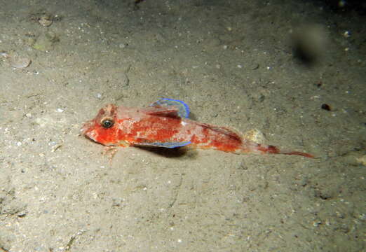 Image of Large scaled gurnard